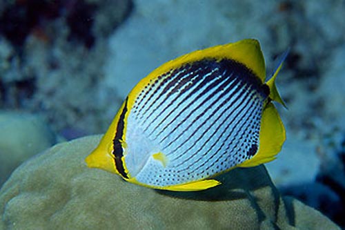 Butterfly Fish