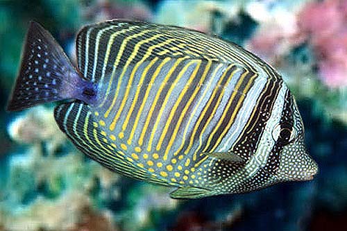 Sailfin Tang Fish