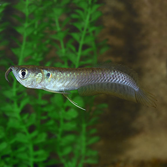 Arowana Silver